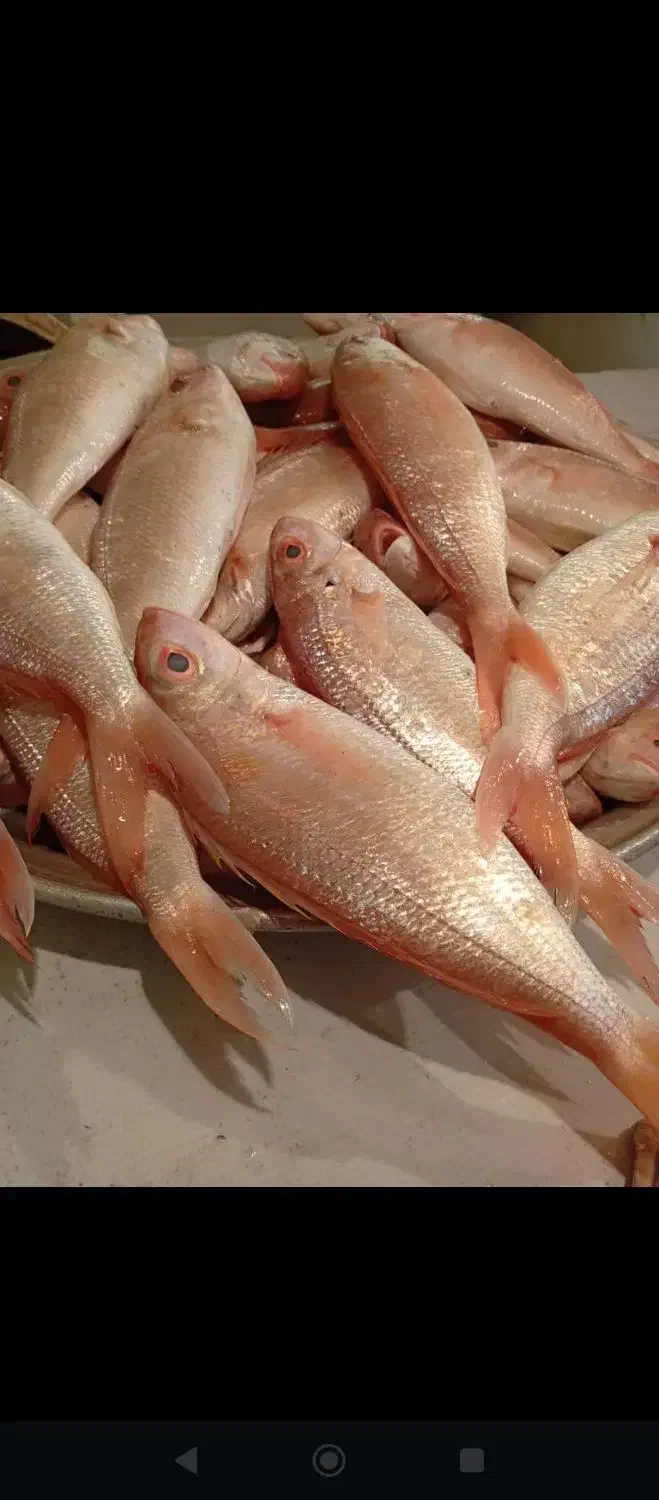 ماهی درجه یک|ماهی|خرمشهر, |دیوار