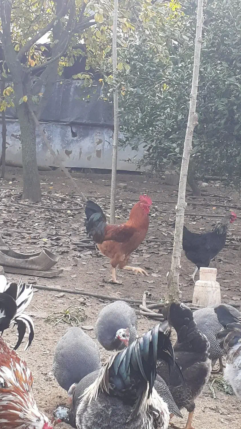 خروس محلی و گلین|حیوانات مزرعه|ساری, |دیوار