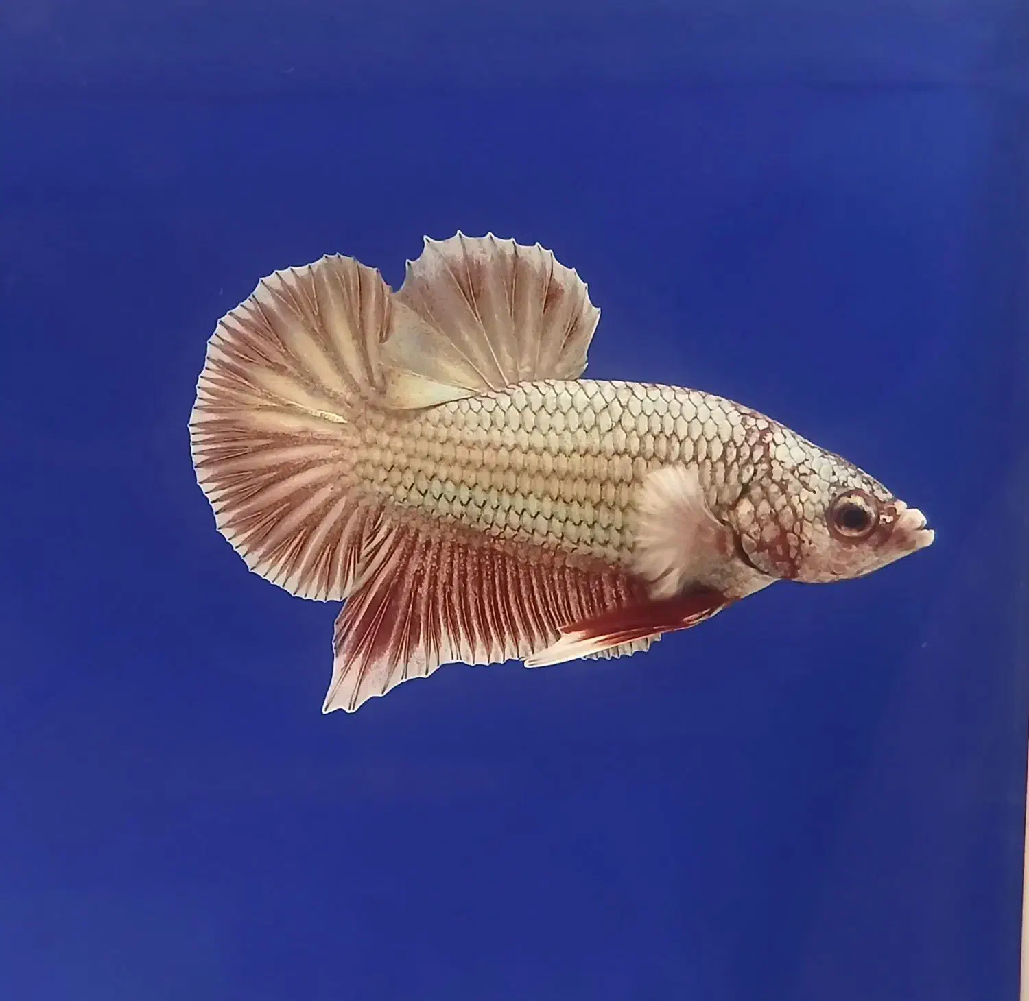 فایتر|ماهی|کهریزک, |دیوار