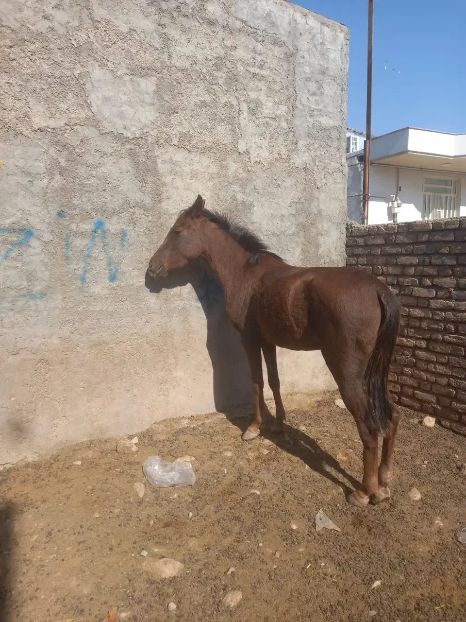 اسب قهوای ۲ ساله|اسب و تجهیزات اسبسواری|خرمآباد, |دیوار