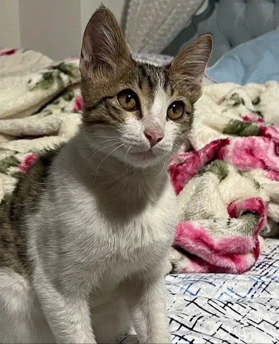 واگذاری سرپرستی گربه پسر|گربه|رشت, گلباغ نماز|دیوار