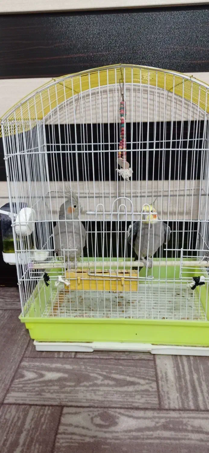 عروس هلندی سالم|پرنده|حویق, |دیوار