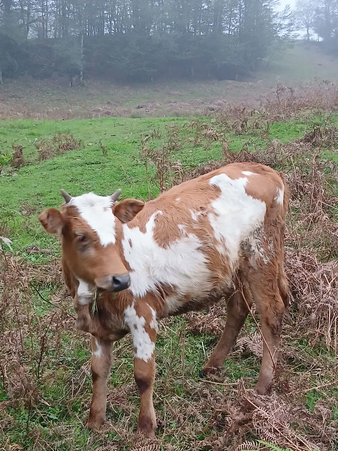 گاو شکم دار با گوساله|حیوانات مزرعه|دیلمان, |دیوار