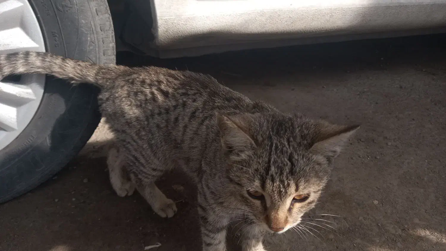 گربه خانگی|گربه|ازنا, |دیوار