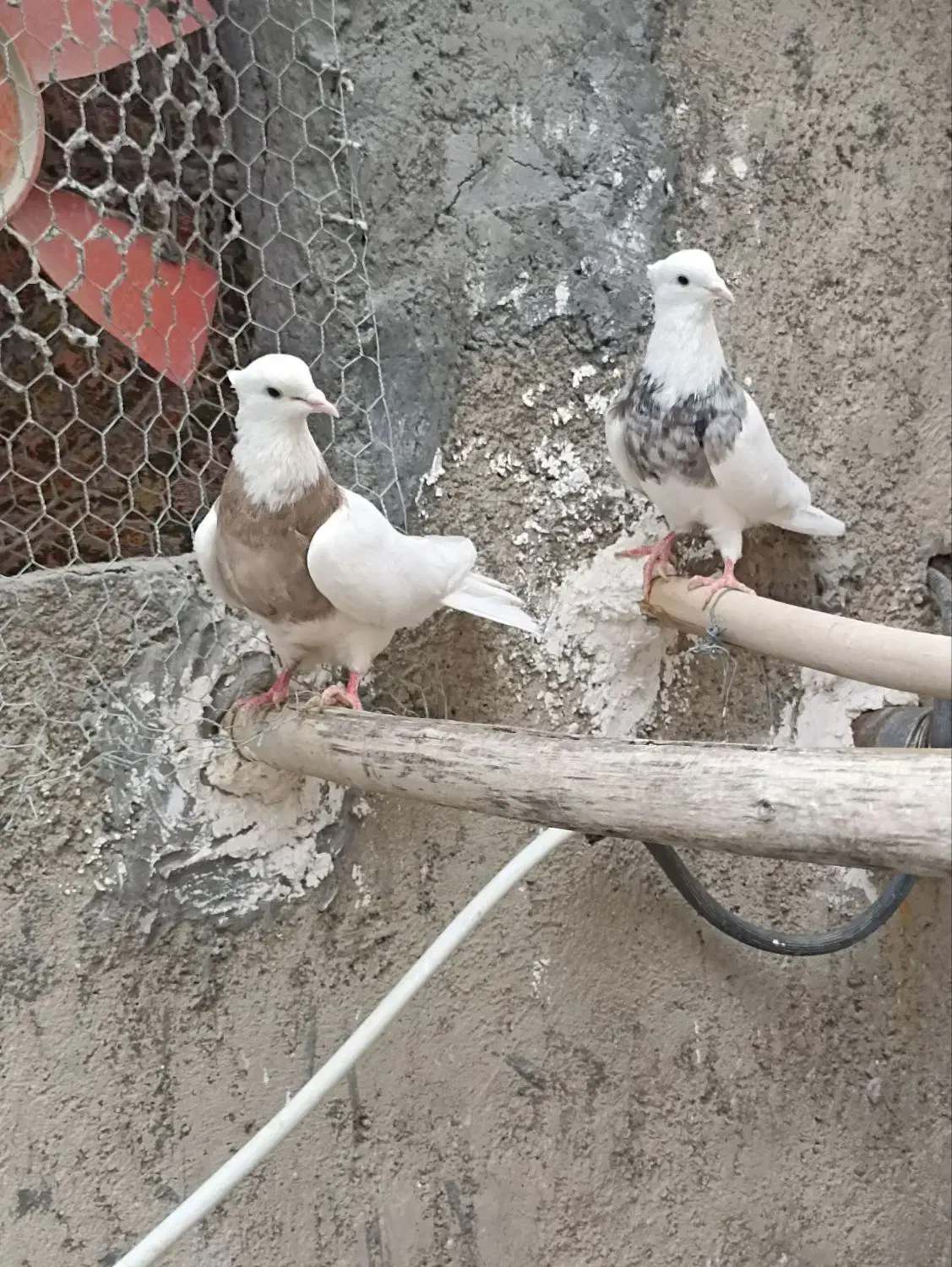 کبوتر طوقی|پرنده|کنگاور, |دیوار