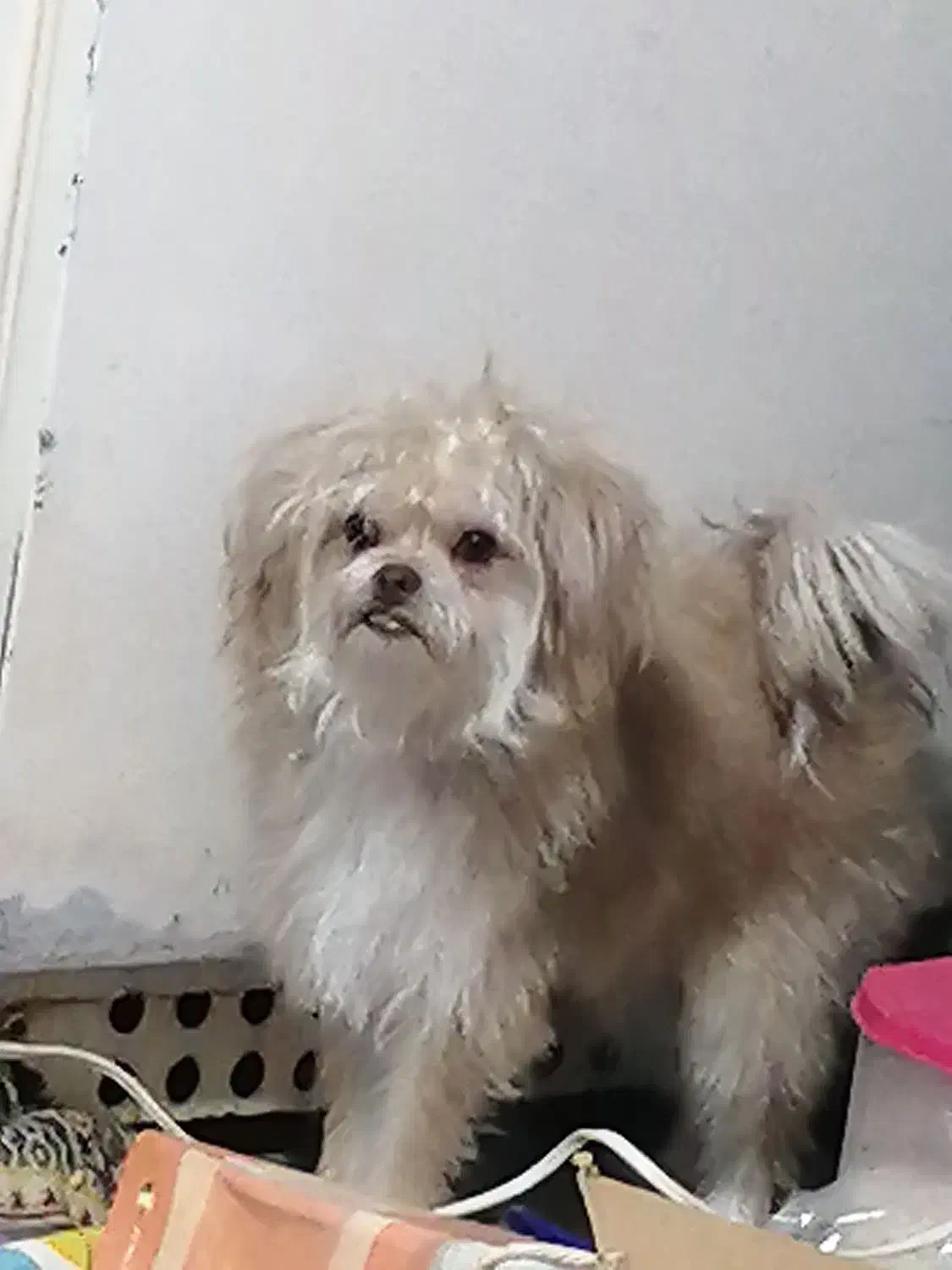 گم شد هر کسی پیدایش کرد شیرینی خوبی پیش ما داره|سگ|بندرعباس, |دیوار