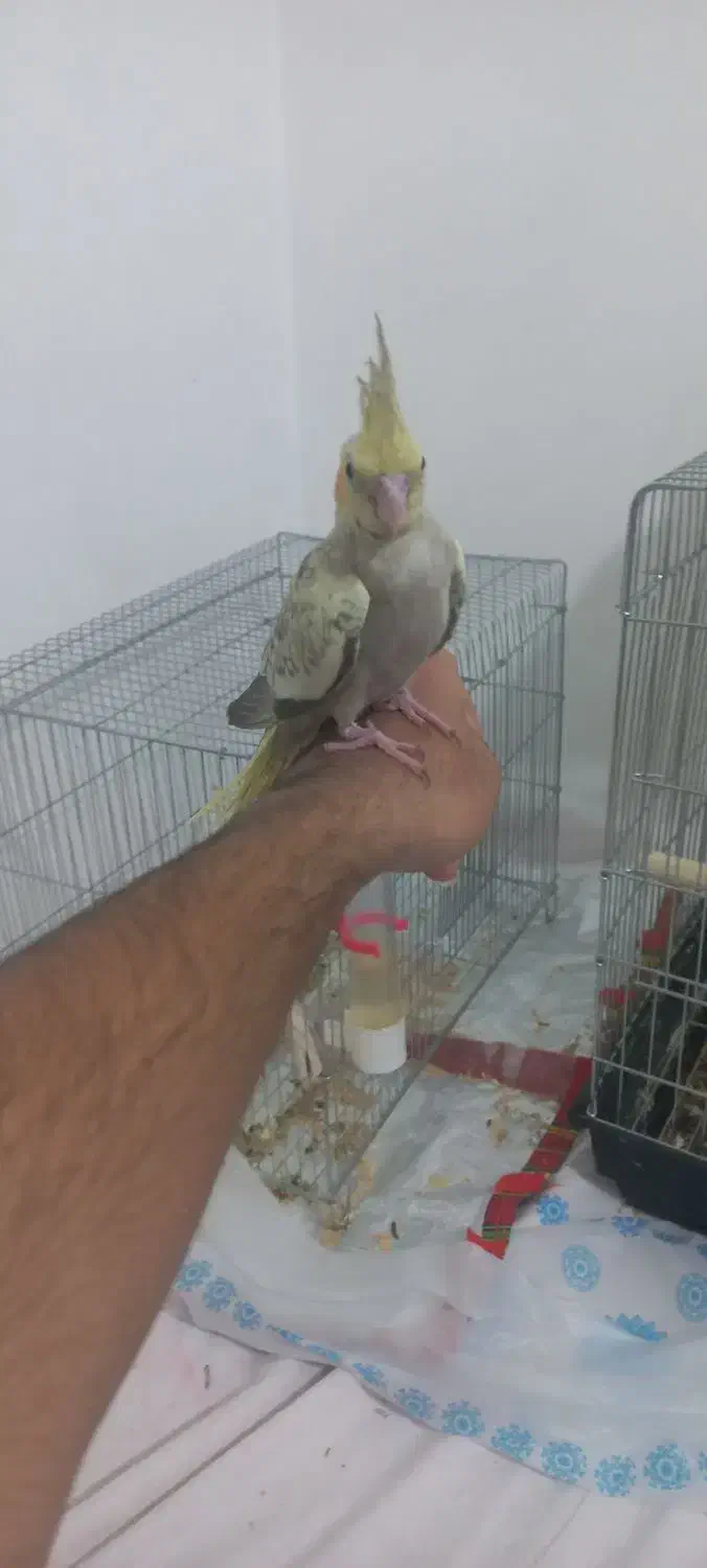 عروس هلندی دستی|پرنده|یاسوج, |دیوار