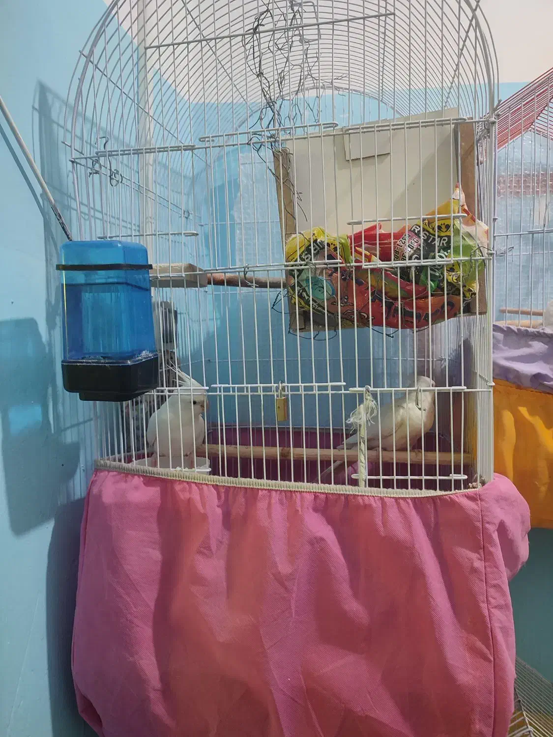 عروس هلندی آلبینو|پرنده|بمپور, |دیوار