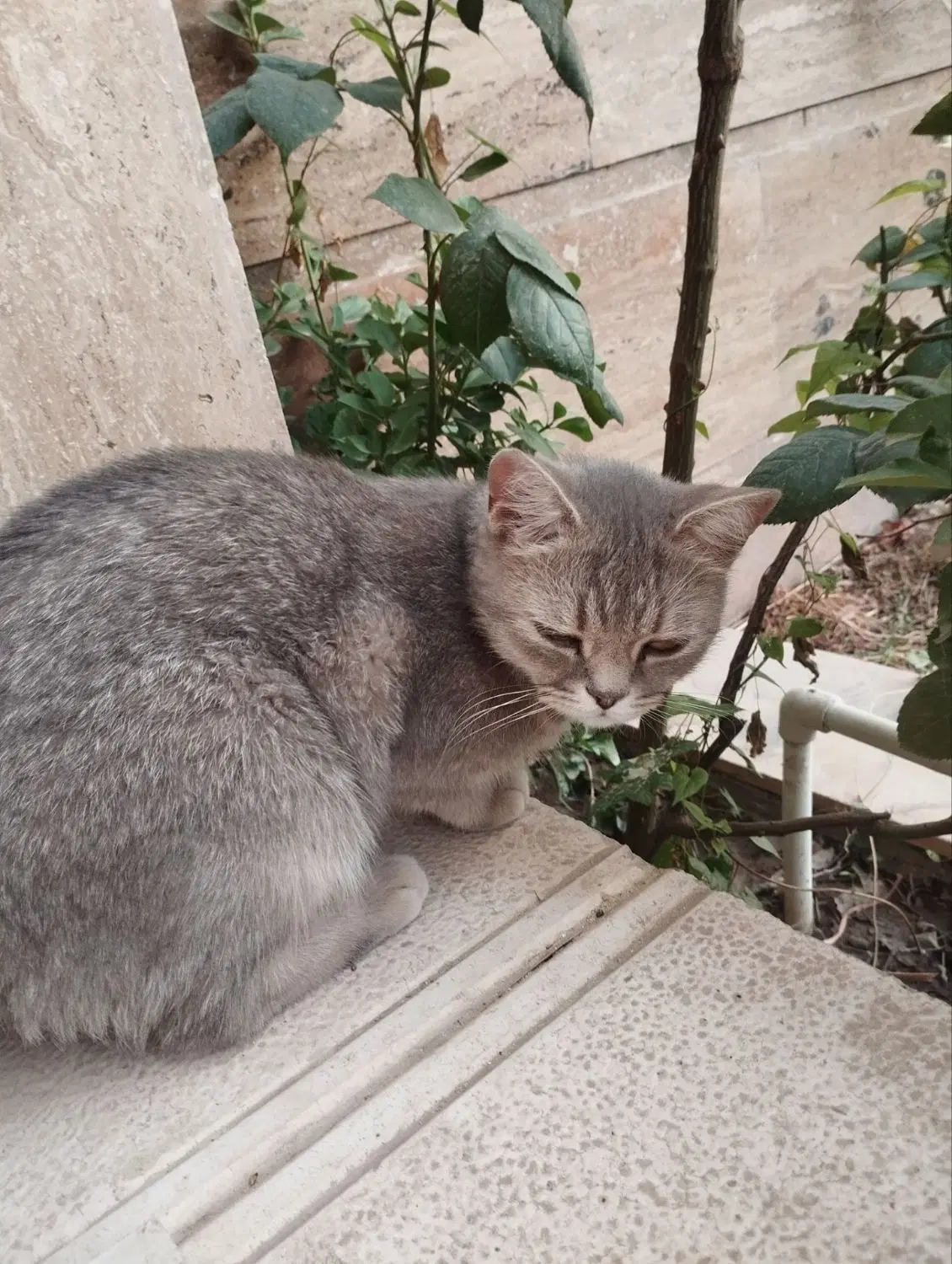 گربه|گربه|چهارباغ, |دیوار