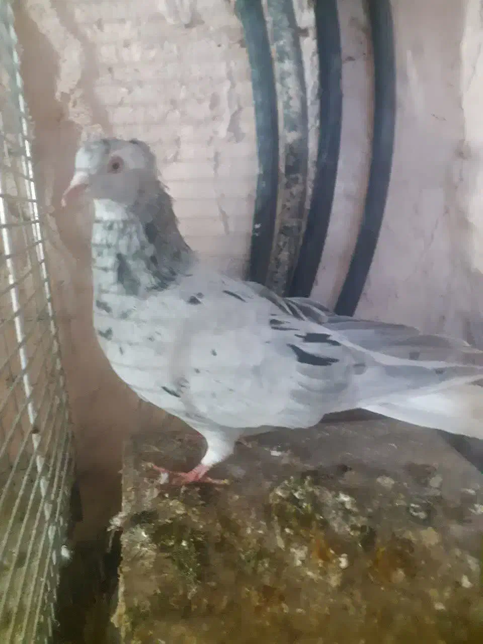 دم سفید|پرنده|سبزوار, اسلام آباد|دیوار