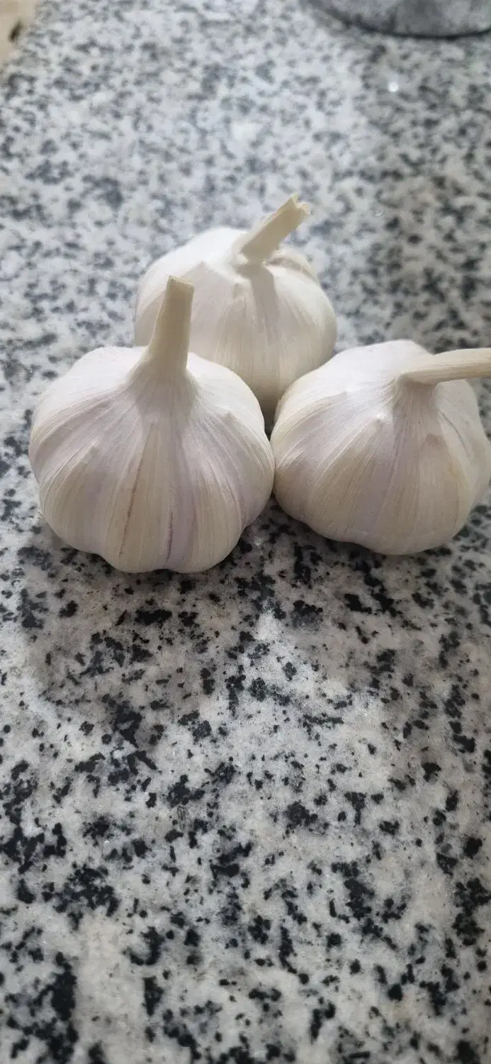 سیر زابل تازه و آبدار|خوردنی و آشامیدنی|زهک, |دیوار