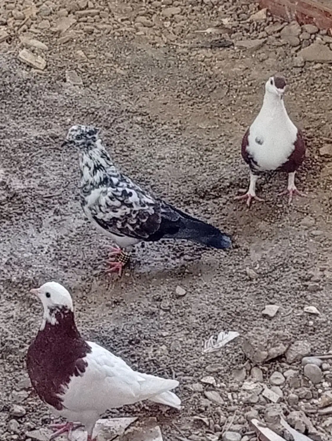 yas|پرنده|هامون, |دیوار