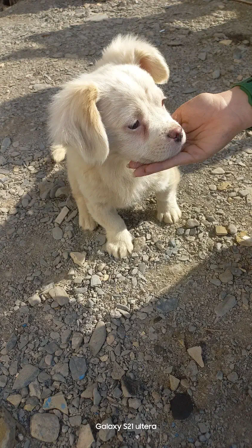 سگ پامر اشپیتز|سگ|مشهد, چاهشک|دیوار