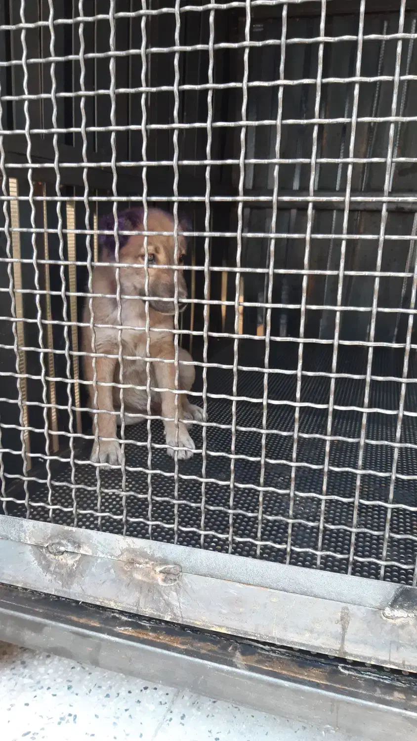 سگ نگهبان نژاد سراب|سگ|آفتاب, |دیوار