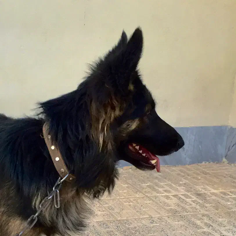 سگ ژرمن نر فروش یا معاوضه با گوشی یا دوچرخه|سگ|کرمان, |دیوار