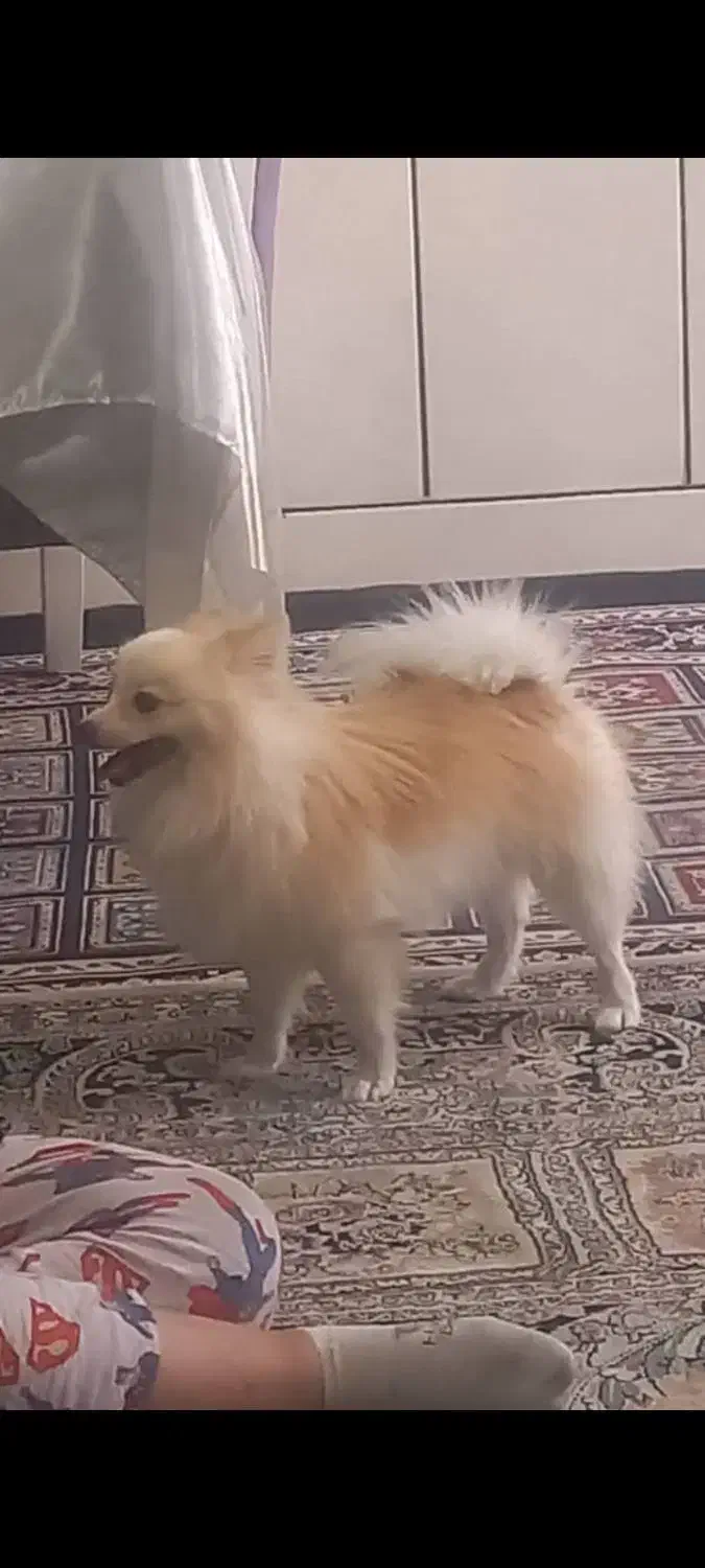 فروش سگ آپارتمانی.|سگ|شاهین‌شهر, طالقانی|دیوار