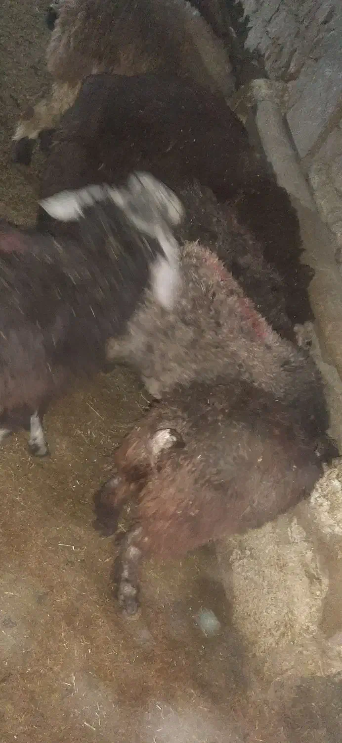 فروش 6راس بره نصف نر نصف ماده|حیوانات مزرعه|چیتاب, |دیوار