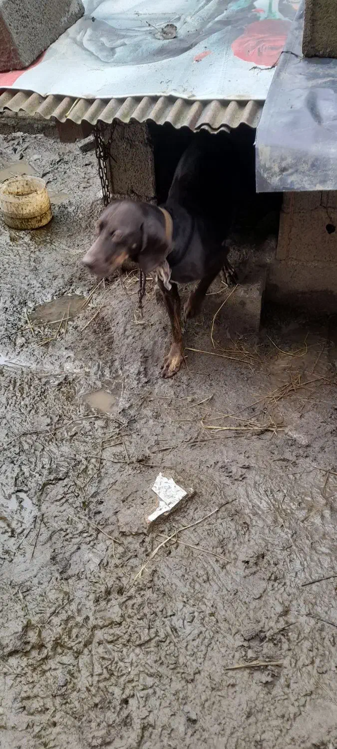 سک شکاری|سگ|آستانه اشرفیه, |دیوار