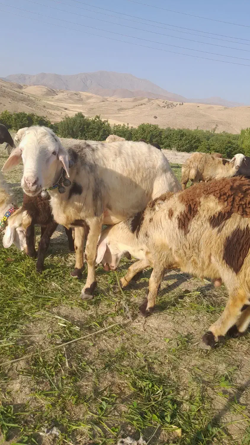 قوچ سفید|حیوانات مزرعه|اشترینان, |دیوار