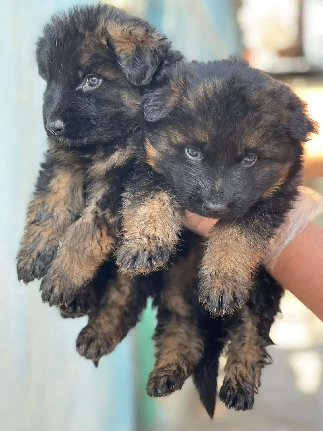 ۵ تا سگ خارجی ژرمن شپرد از بزرگ تا کوچیک|سگ|تهران, لویزان|دیوار