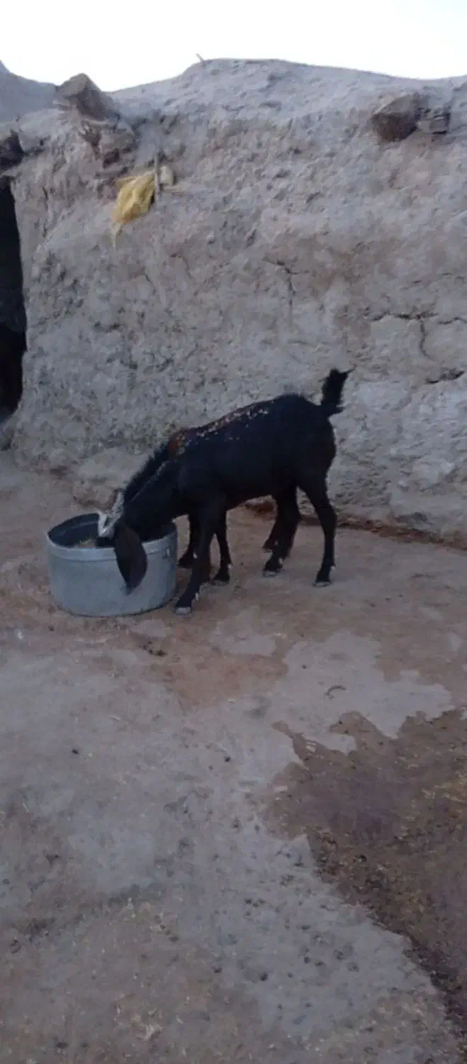 توافقی|حیوانات مزرعه|هامون, |دیوار