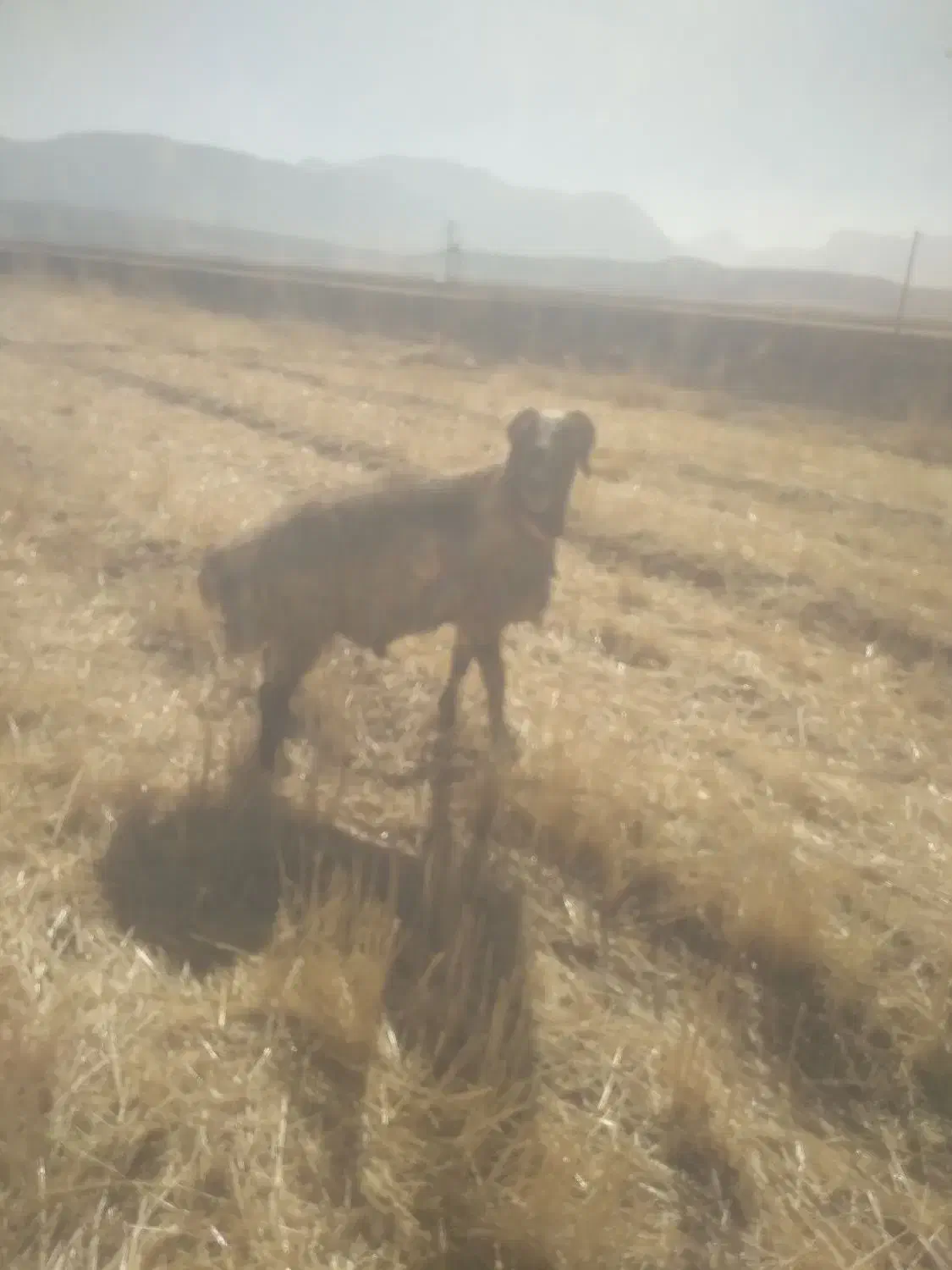 قوچ ۴رون|حیوانات مزرعه|خانمیرزا, |دیوار