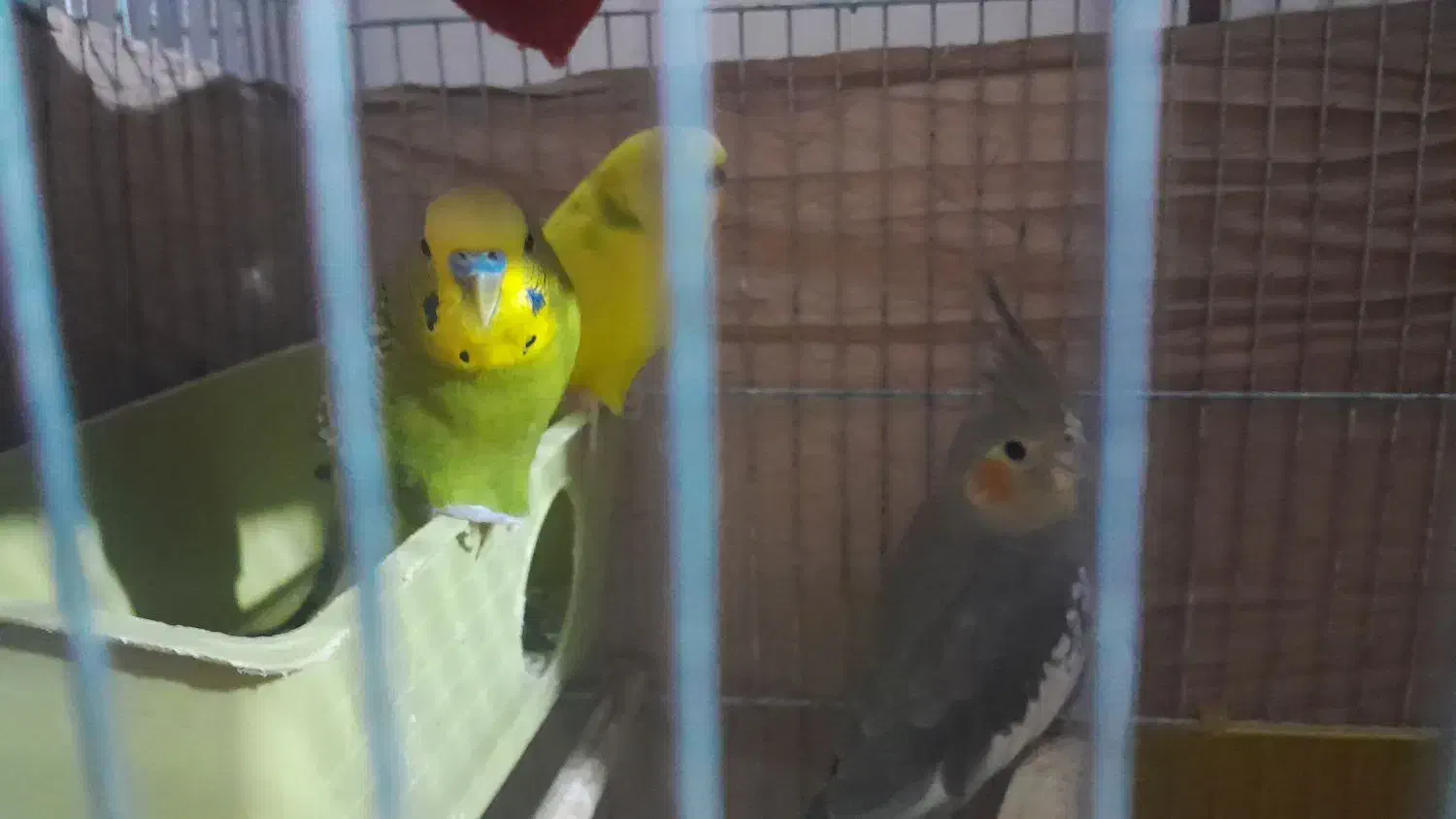 مرغ عشق با عروس هلندی|پرنده|مشکیندشت, |دیوار