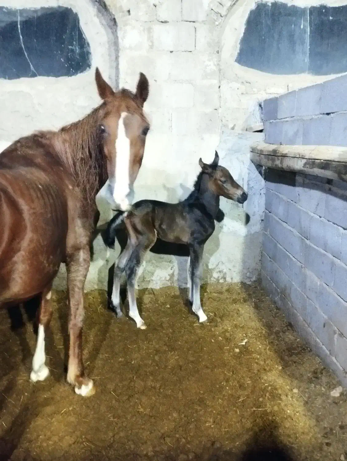 اسب  مادیون با دو کره نریان نژاد کرد|اسب و تجهیزات اسب‌سواری|ملایر, |دیوار