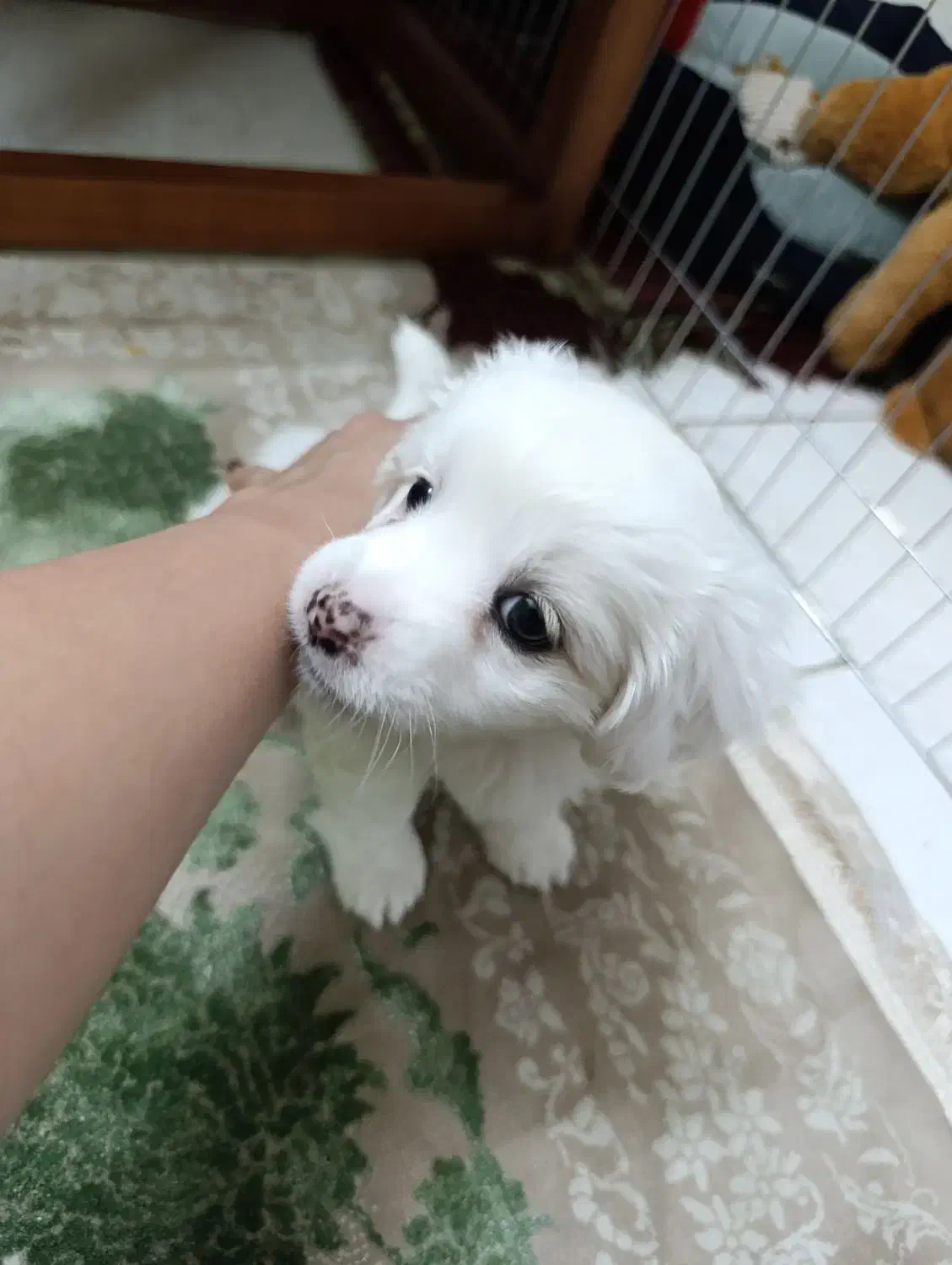 توله شیتزو اصل|سگ|شاهین‌شهر, مسکن مهر|دیوار