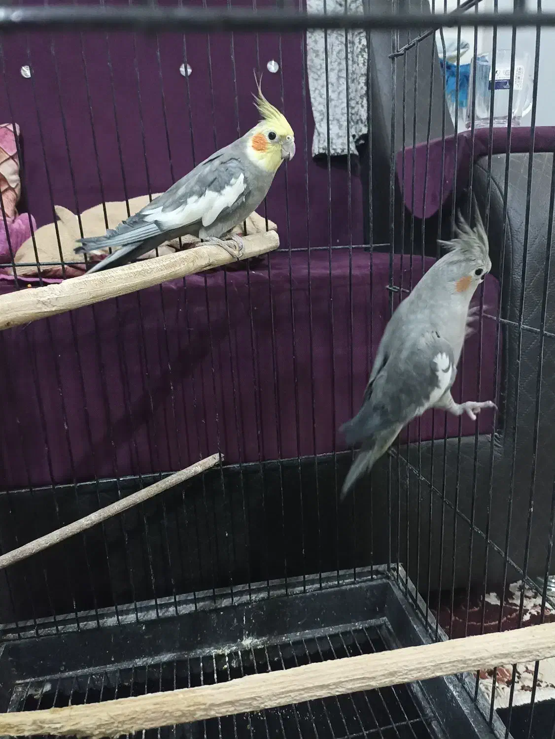 عروس هلندی با قفس|پرنده|تربتحیدریه, قاسم آباد|دیوار