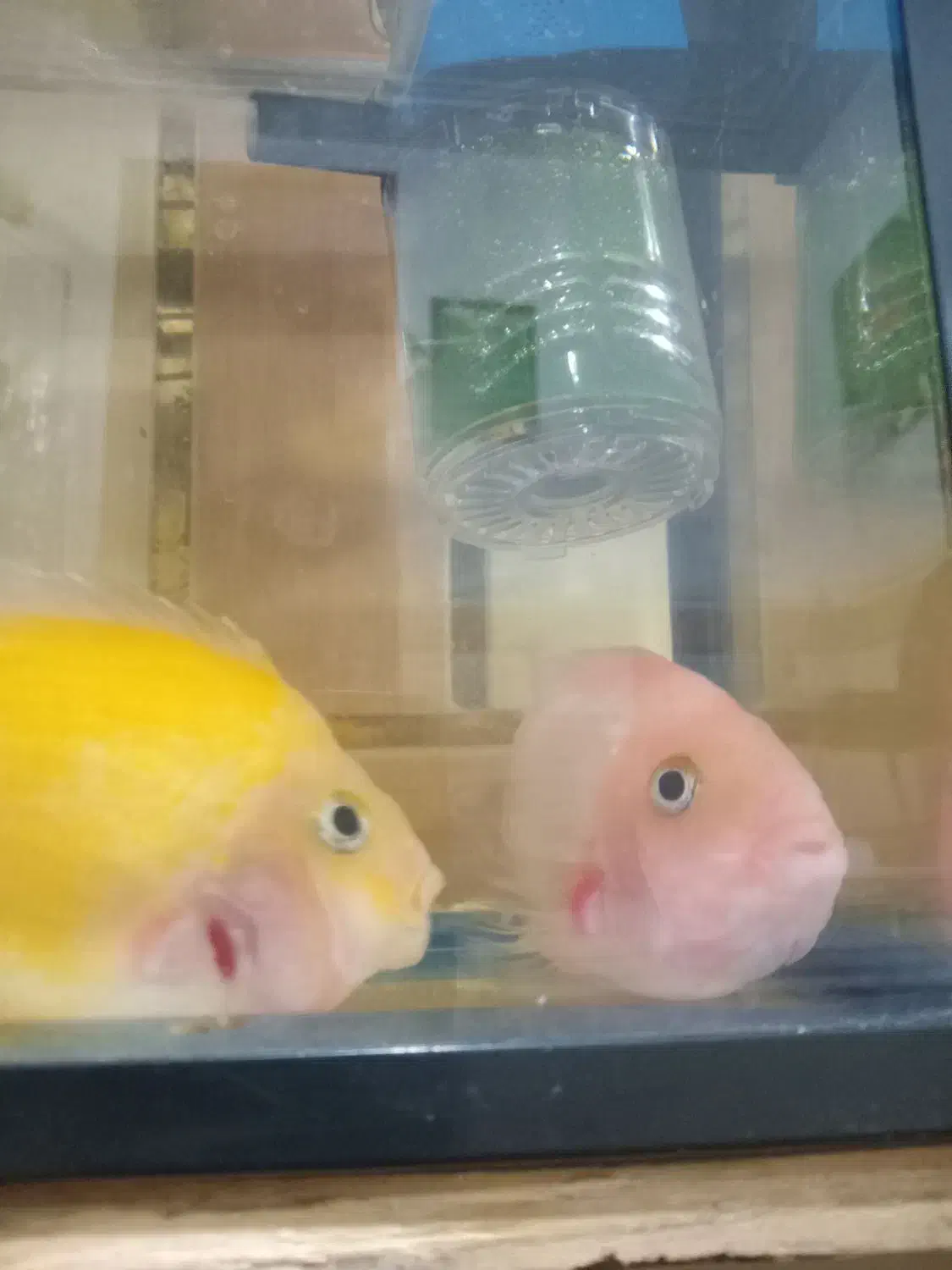 ماهی|ماهی|شوشتر, |دیوار