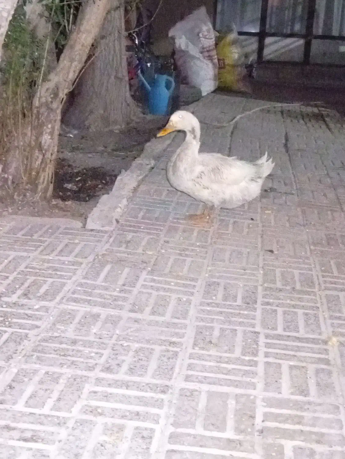 اوردک|حیوانات مزرعه|پیر بکران, |دیوار