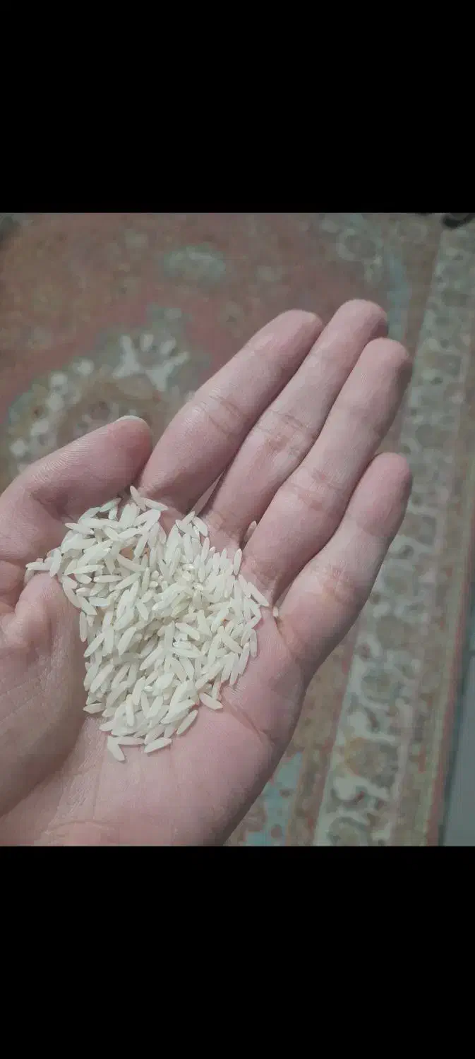 برنج طارم محلی کشت دوم (ارسال رایگان)|خوردنی و آشامیدنی|سرخرود, |دیوار