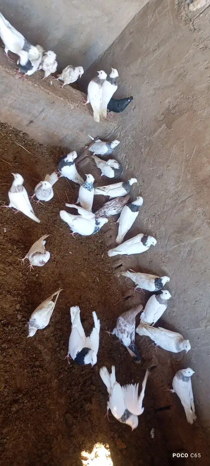 کبوتر|پرنده|امیدیه, |دیوار