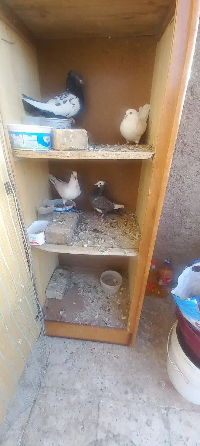 کفتر خوب|پرنده|یزد, |دیوار