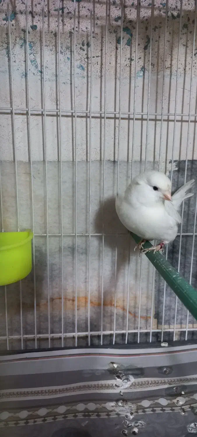 قناری|پرنده|مشهد, طلاب|دیوار