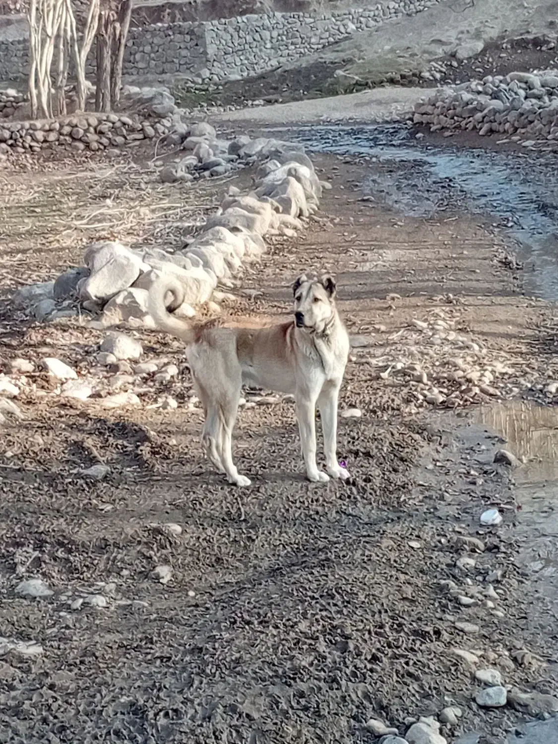 سگ‌‌سرابی|سگ|اسکو, |دیوار