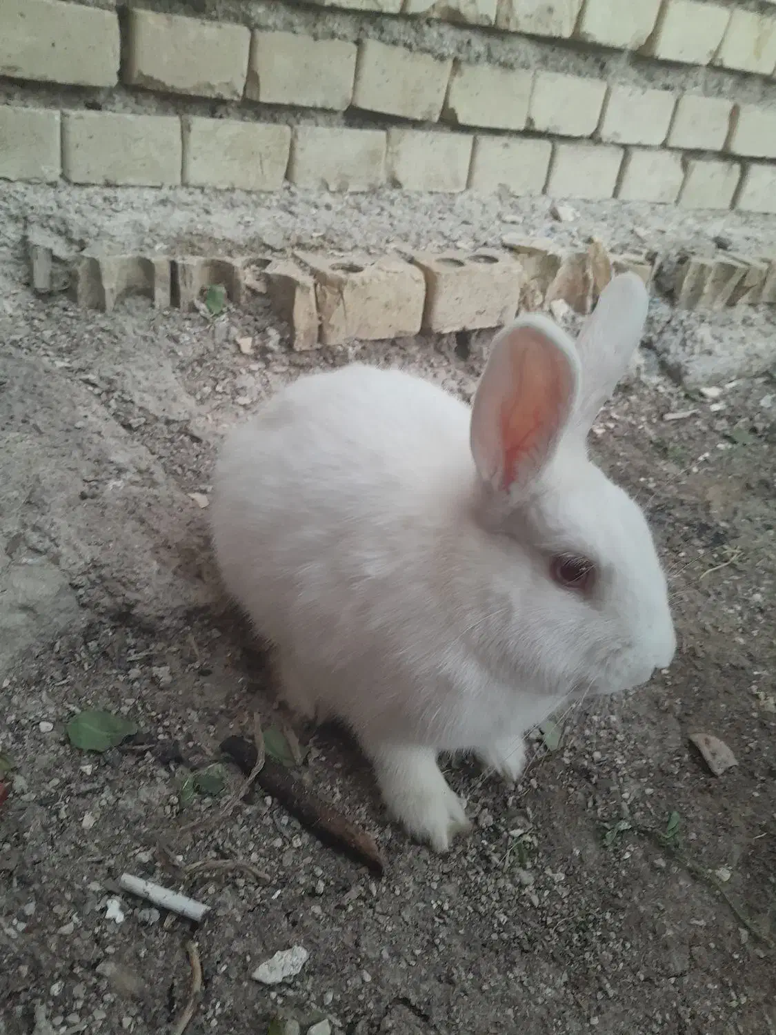 خرگوش لپی|موش و خرگوش|رامهرمز, |دیوار