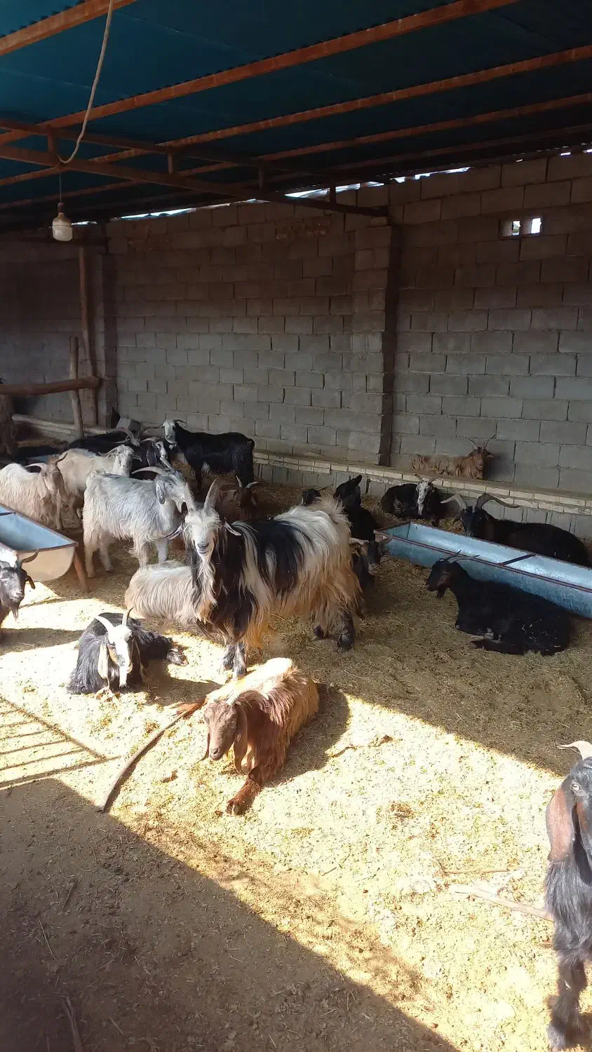 بز نر|حیوانات مزرعه|اندیمشک, |دیوار