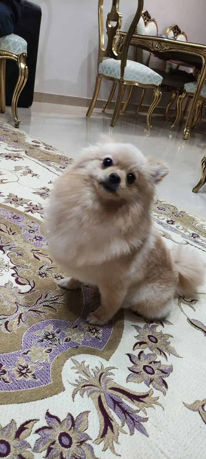 واگذاری سگ پامرین|سگ|مشهد, هنرستان|دیوار