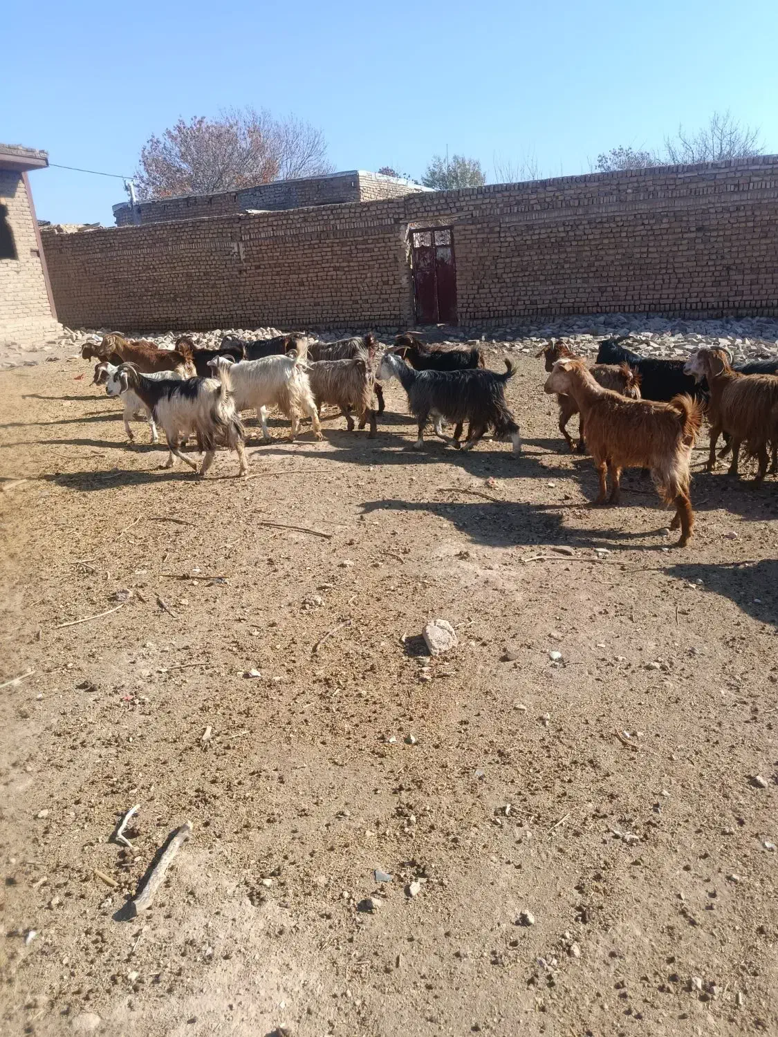 بز بزغاله|حیوانات مزرعه|همدان, |دیوار