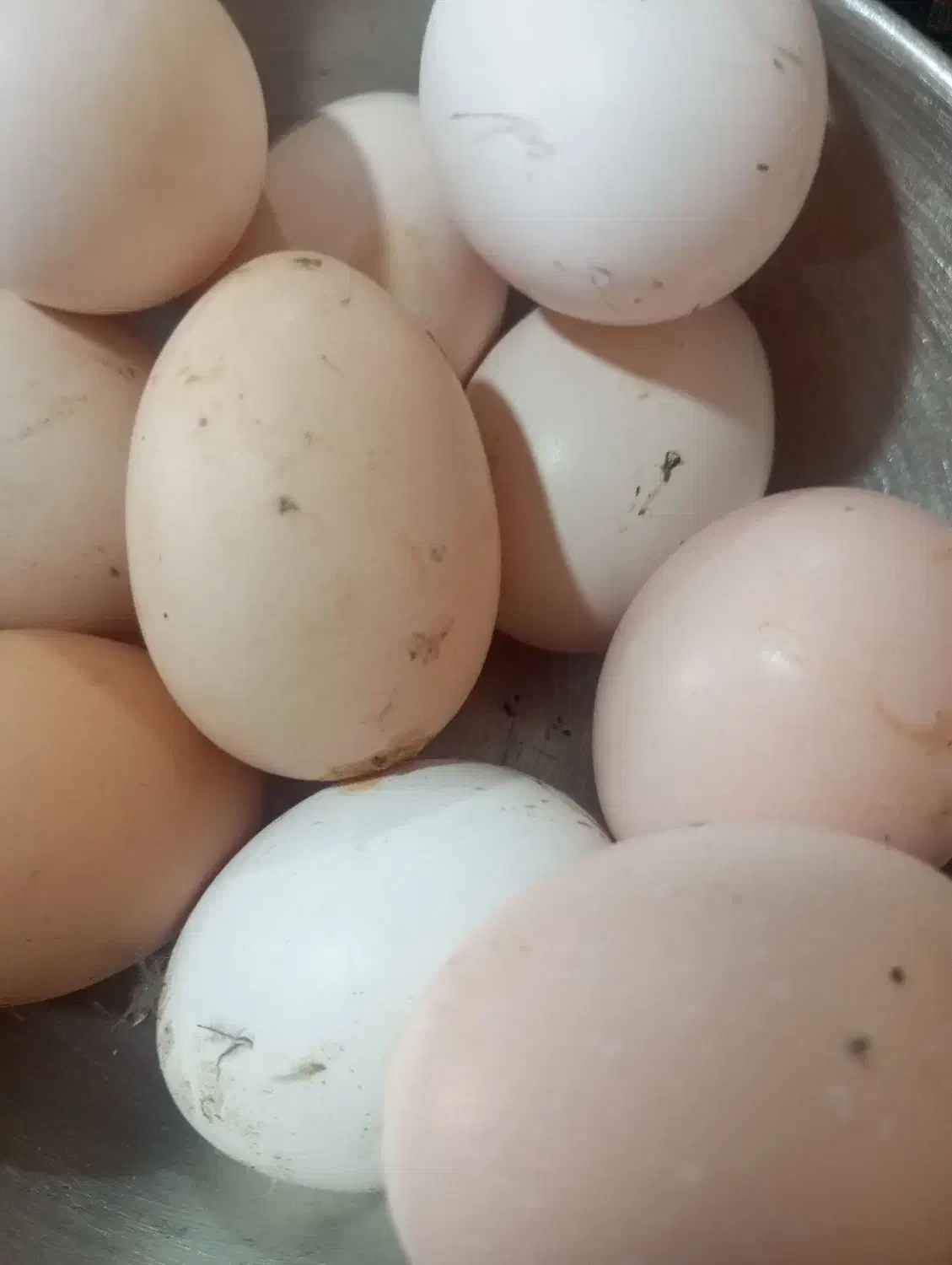 تخم مرغ نطفه دار نزاد خوب|حیوانات مزرعه|ریگ, |دیوار