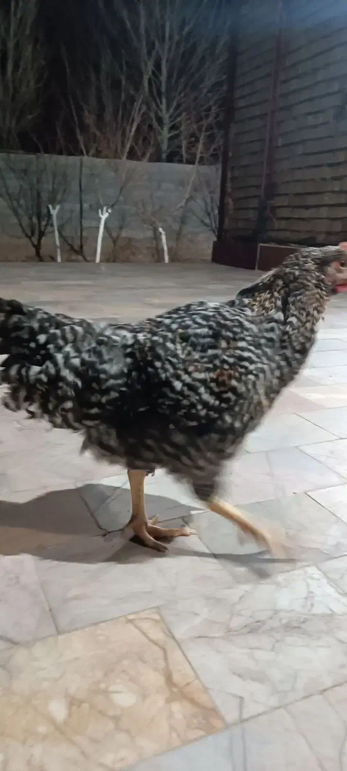 جوجه خروس گلباقالی|حیوانات مزرعه|مشهد, فرخد|دیوار