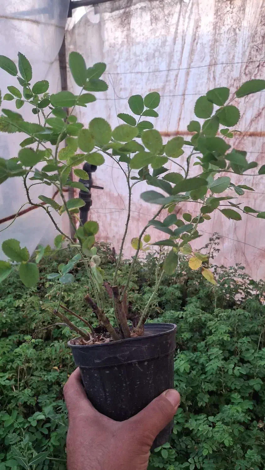 فروش نهال گل محمدی کاشان نژاد اردهالی|خدمات باغبانی و درختکاری|کاشان, فاز ۲ ناجی آباد|دیوار