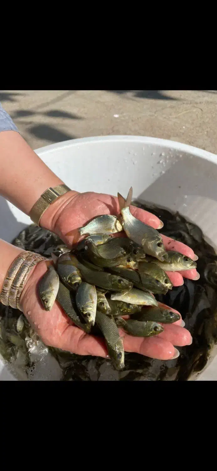 بچه ماهی کپور و امور و غذای ماهی|ماهی|مشهد, آبکوه|دیوار