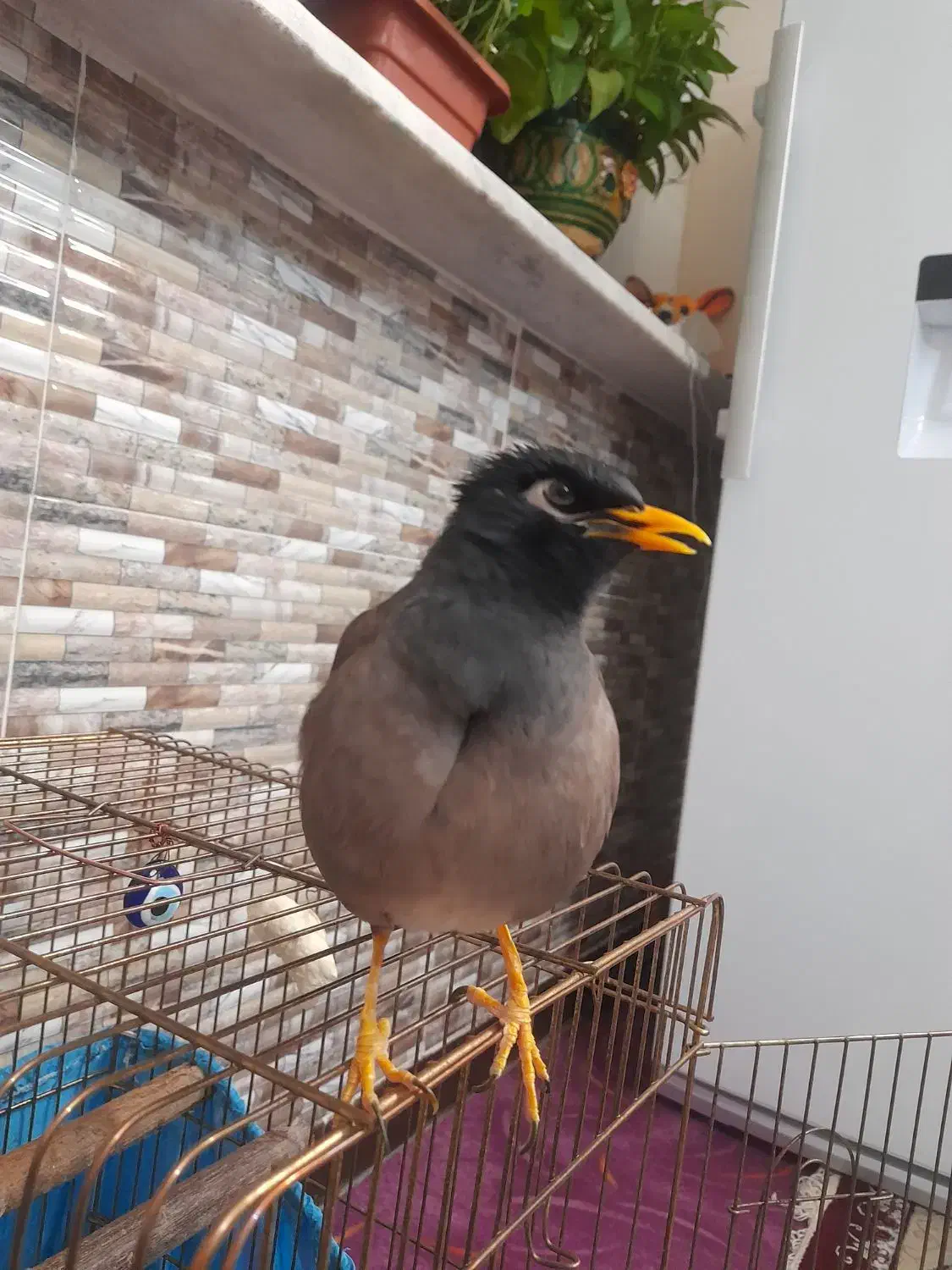 مرغ مینا سخنگو رخ در رخ پرو وراج به شرط|پرنده|تهران, استاد معین|دیوار