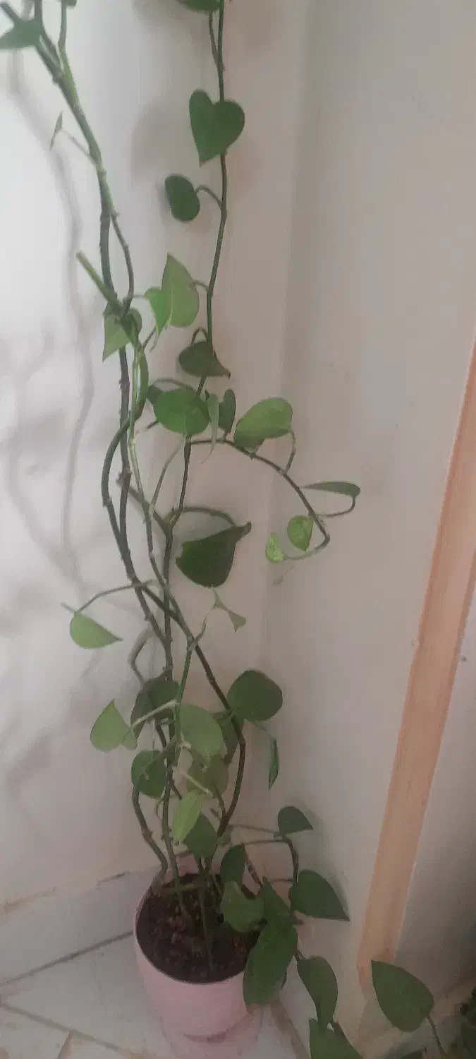 گل پتوس|گل و گیاه طبیعی|تبریز, |دیوار