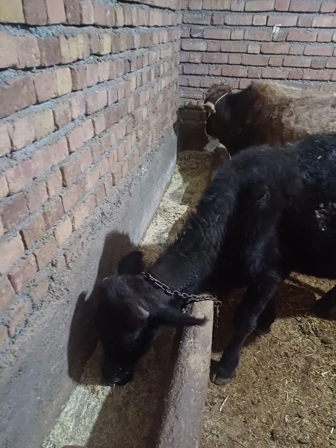 دوعدد گوساله نر مخصوص پای پروار|حیوانات مزرعه|حسین آباد, |دیوار