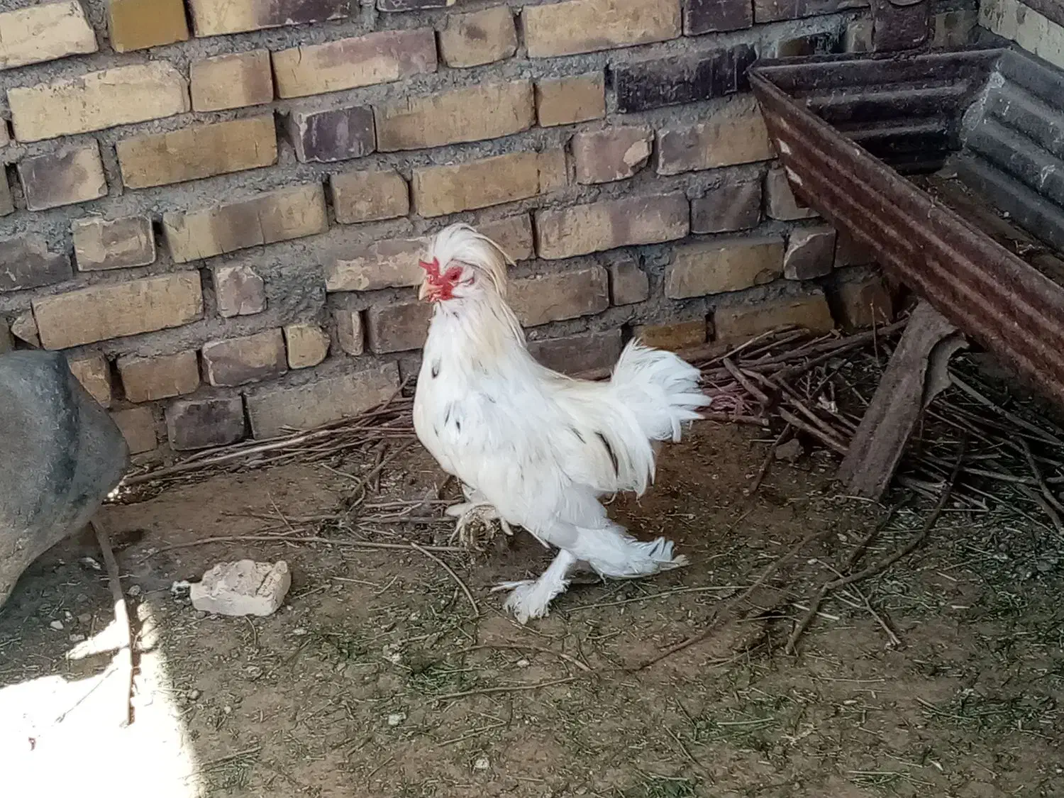 خروس لهستانی|حیوانات مزرعه|زاوه, |دیوار