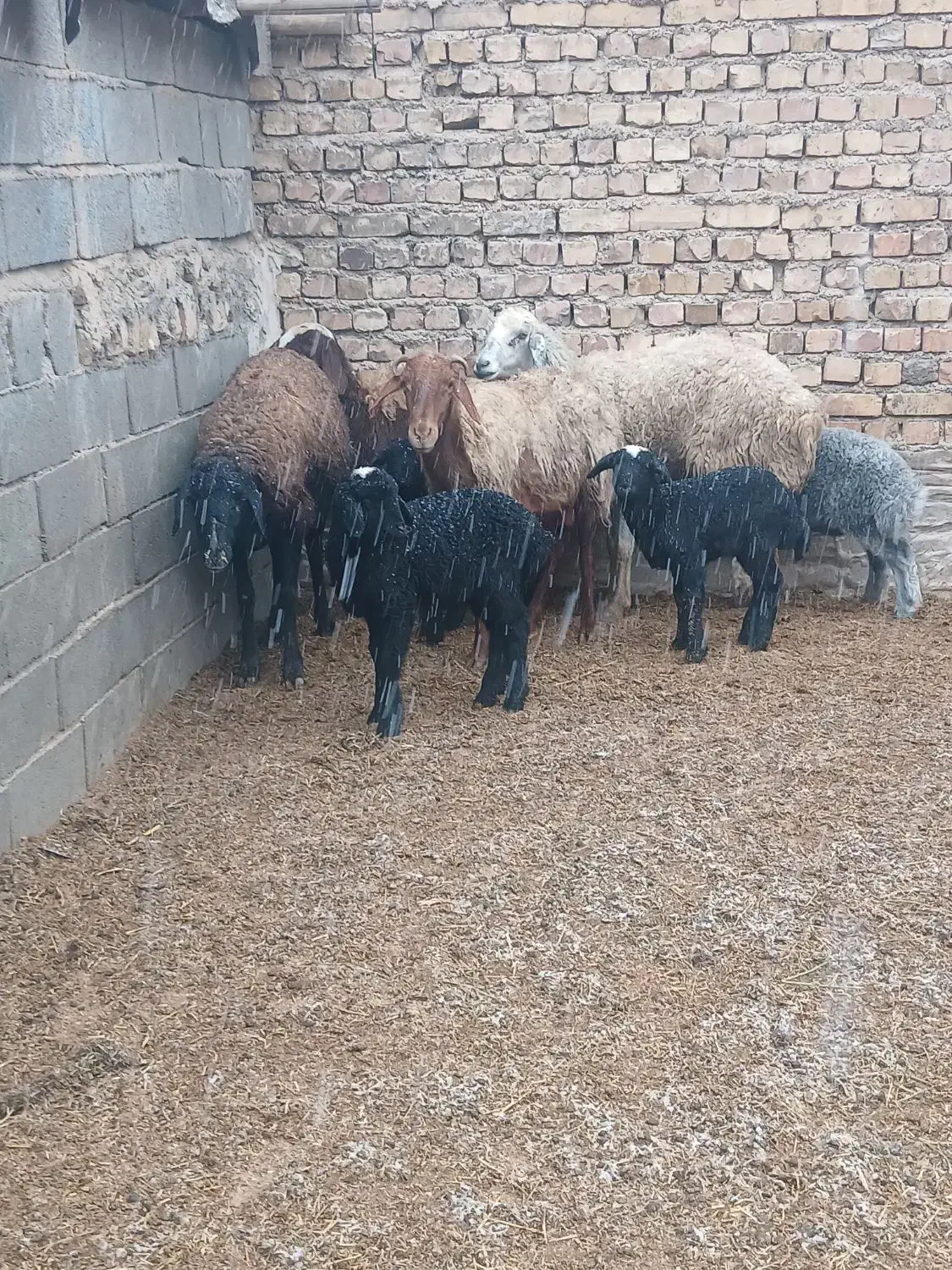 ۴رس|حیوانات مزرعه|جوادآباد, |دیوار